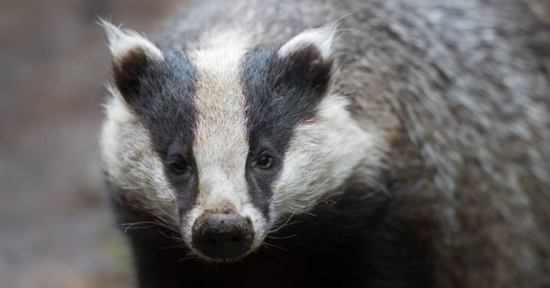 Premiership striker distraught after BADGER eats his pet chickens – as team-mate says ‘the boys ripped the p*** out him’