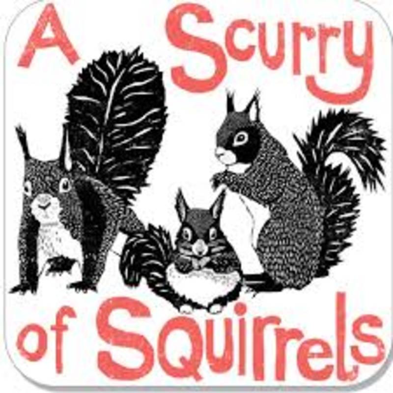 Celtic Diary Saturday June 30: A Scurry Of Squirrels