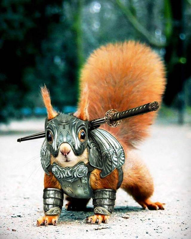 Celtic Diary Tuesday September 18: Cry Havoc! And Let Loose The Squirrels Of War